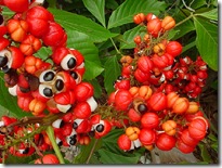Guarana Guarana