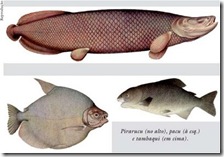 peixes da amazonia peixes da amazonia