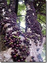 jabuticaba