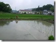 rice_01