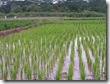 rice_03