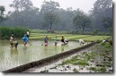 rice_04