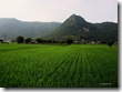 rice_montanha