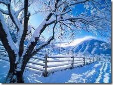 arvores neve