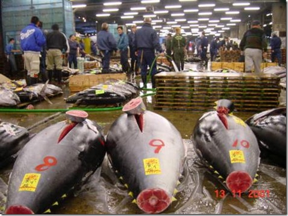 Tsukiji_Fish_