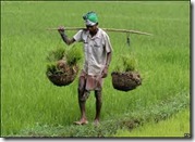 agricul. india01