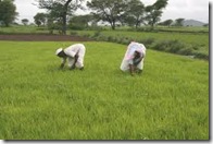 agricul. india02