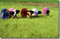 agricul. india