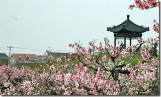 Shanghai-peach-blossoms----hero2