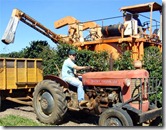 colheita_cafe_mecanica