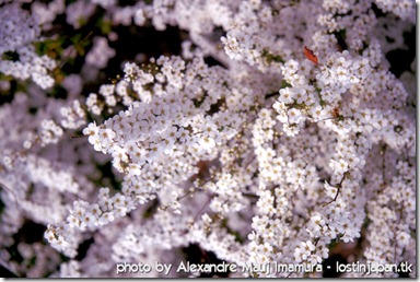 kariya_tsuiji_yukiyanagi_(10)