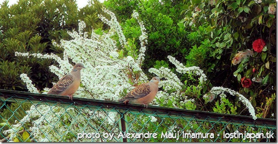 kariya_tsuiji_yukiyanagi_(15)