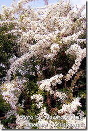 kariya_tsuiji_yukiyanagi_(3)