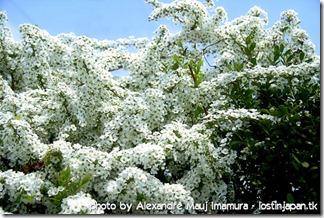 kariya_tsuiji_yukiyanagi_(6)