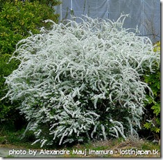 kariya_tsuiji_yukiyanagi