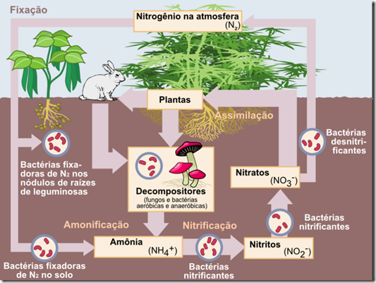 800px-Nitrogen_Cycle_pt