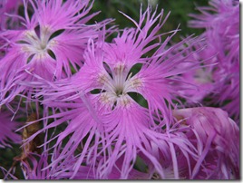Dianthus_superbus_subsp_longicalycinus1