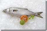 anchova-no-litoral-brasileiro