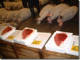 bluefin-tuna-grading-19771