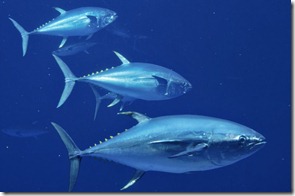 bluefin1