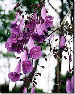 Jacaranda-puberula-flor