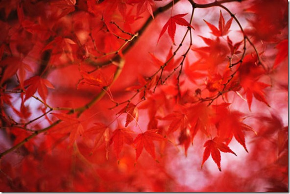 fv20111120a1a