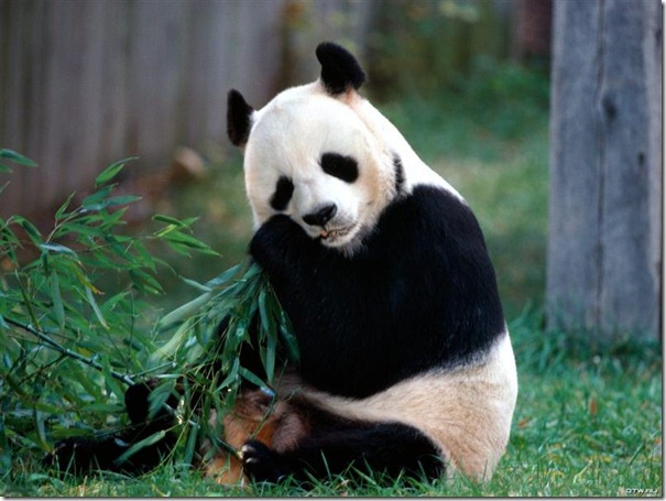 panda-7483