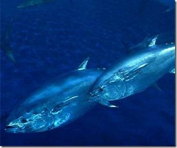 very-bluefin-tuna-lg