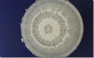 foto-galeria-materia-620-p5