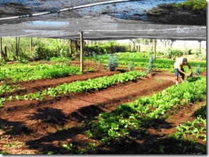 prod%20organicos