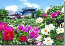 20080425070052990