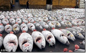 Bluefin-1
