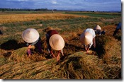 agrobusinnes vietnan