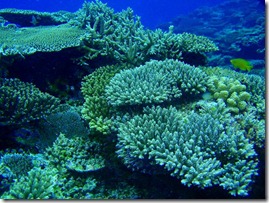 Chishi-Coral-Reef-Kerama-Islands