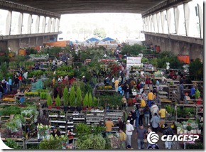 feira_flores