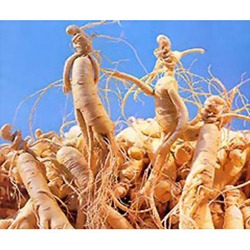 Cultivo-de-Ginseng-Uma-Erva-Medicinal-Na-Sua-Casa-19