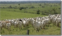 GADO_AMAZONIA