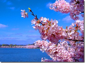 Cherry_Blossoms2