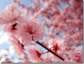 cherry_blossom_