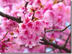 cherry_blossom