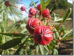 VINAGREIRA-