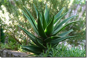 aloe-vera