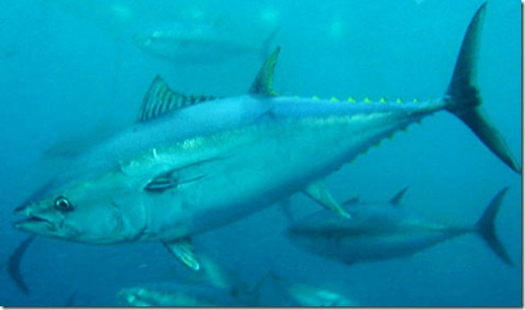 bluefintuna