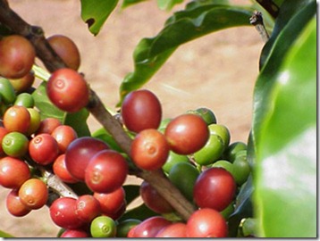 café