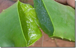 fresh_aloe_vera_gel1