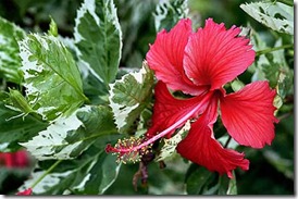 hibisco