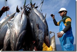 030410-Bluefin-tuna-ban_full_600
