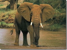 Elephant