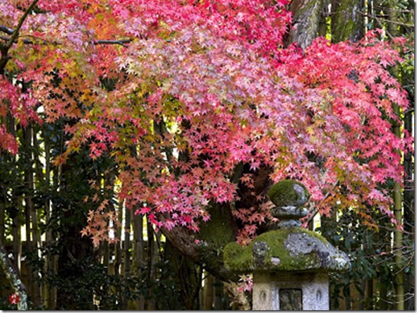 Autumn-leaves_daitokuji_kyoto_01