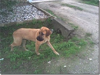 animaisabandonados_urg